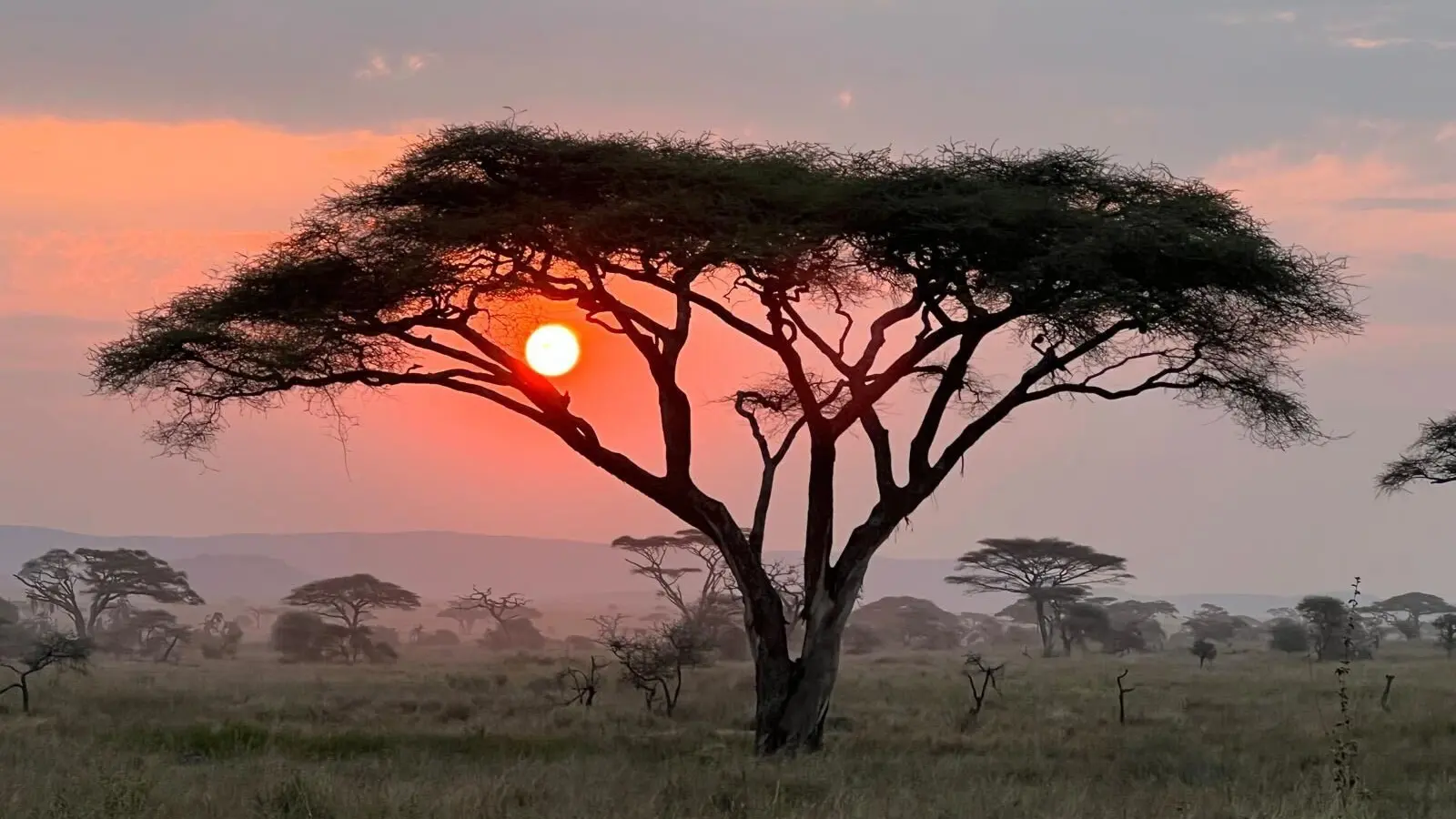Acacia tree at sunset in the Serengeti
