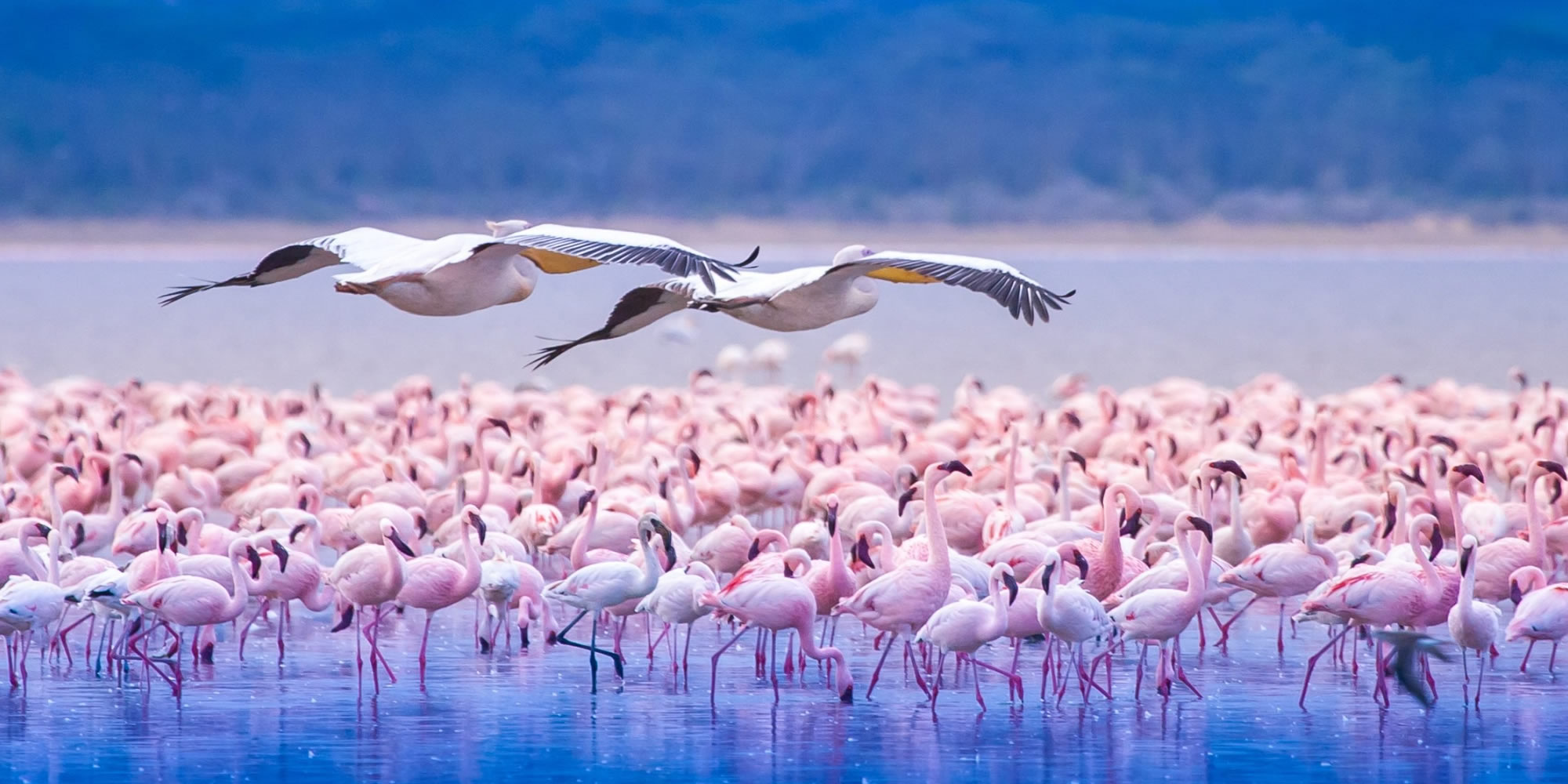 Flamingos at Lake Nakuru